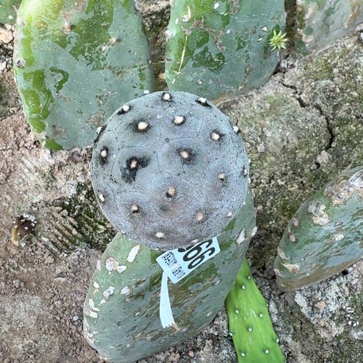 999大型紫皮无刺习仙人球