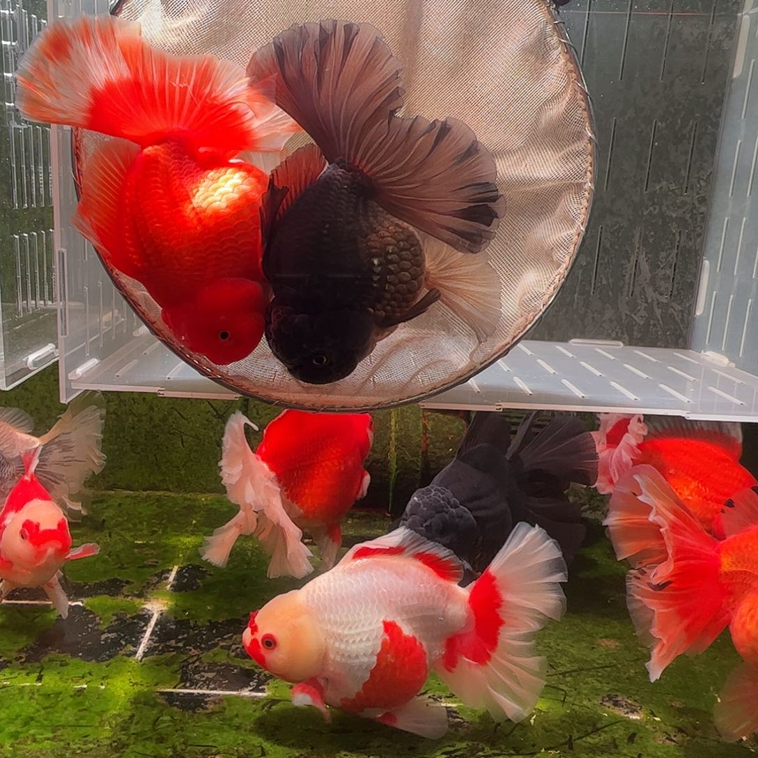 九****金鱼百褶泰师压成5