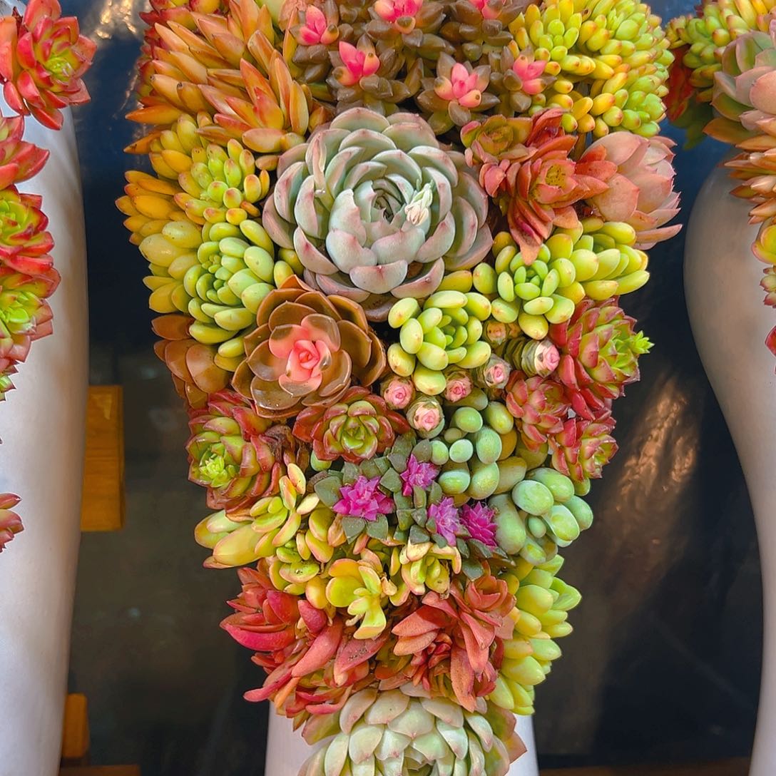 美人瓶大号520盆花花卉