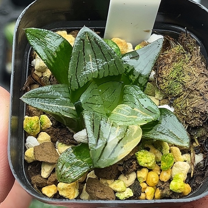 192红纹寿锦头家多肉十二卷