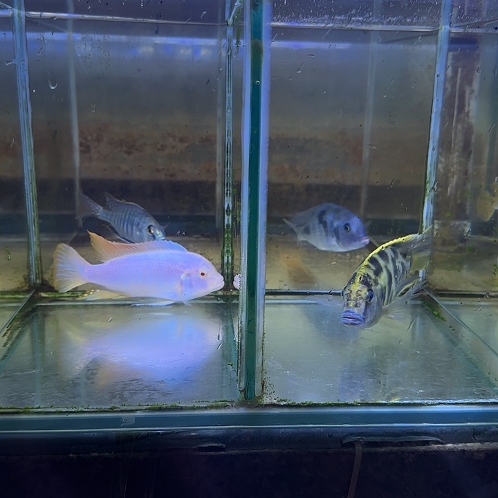 @***风海水鱼85➕87差小马面10左右