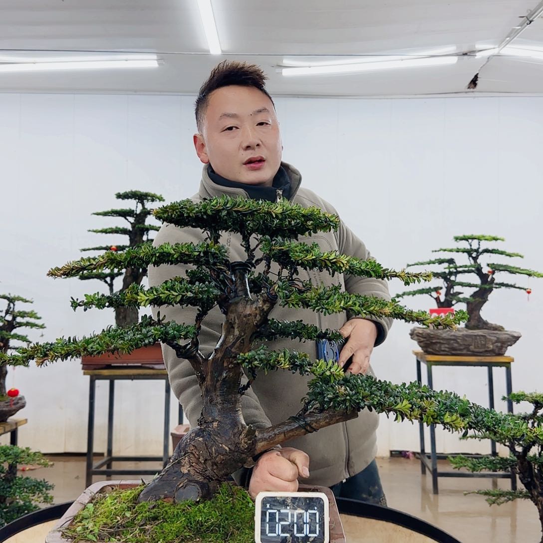 用****5盆景制作过程非常