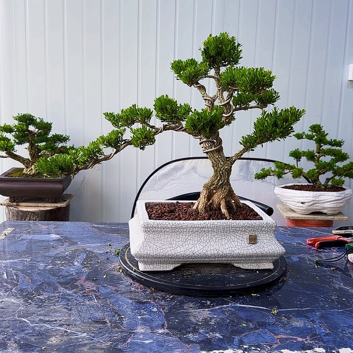 用****情黄杨盆景一物一拍