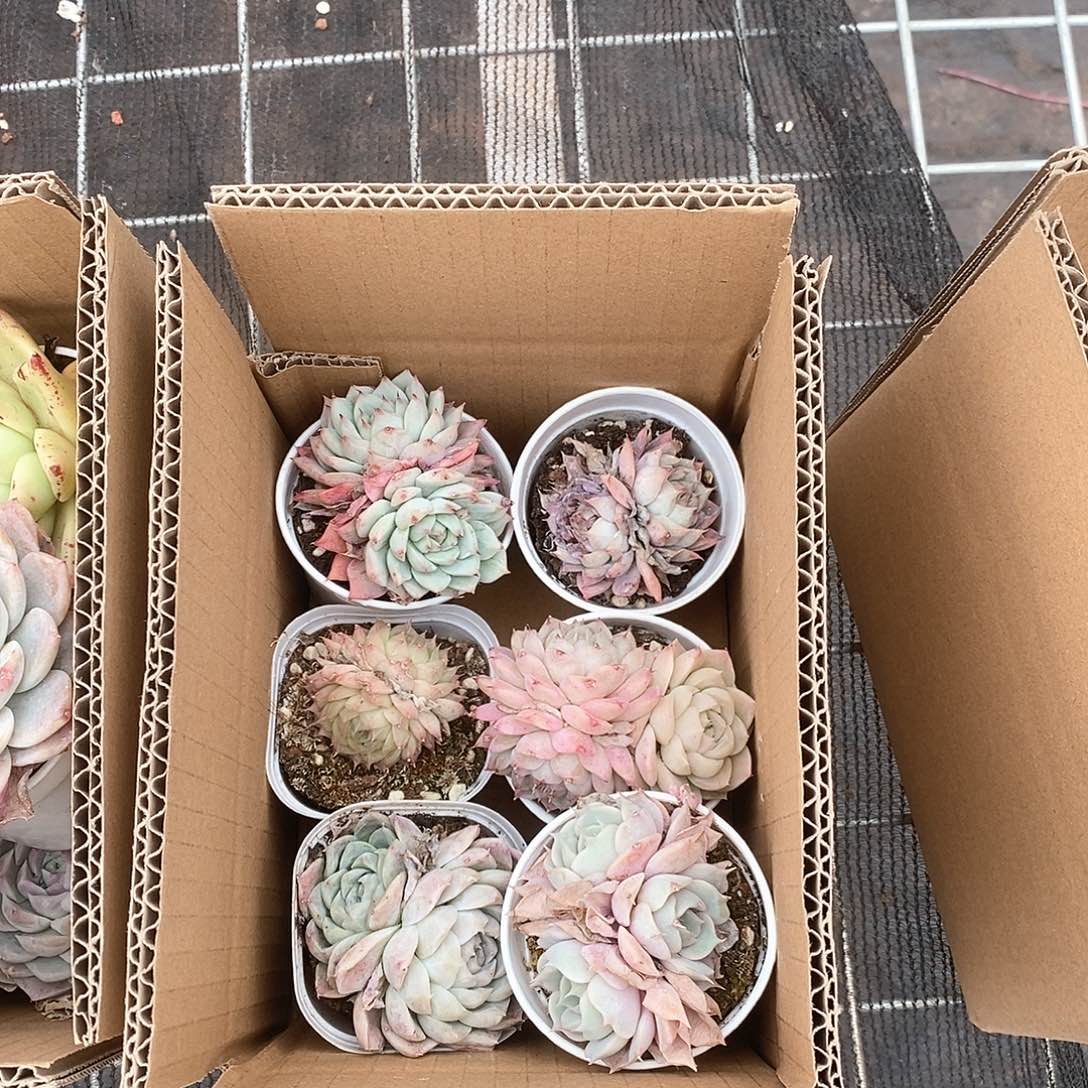 粉色多头9.9包邮 6030