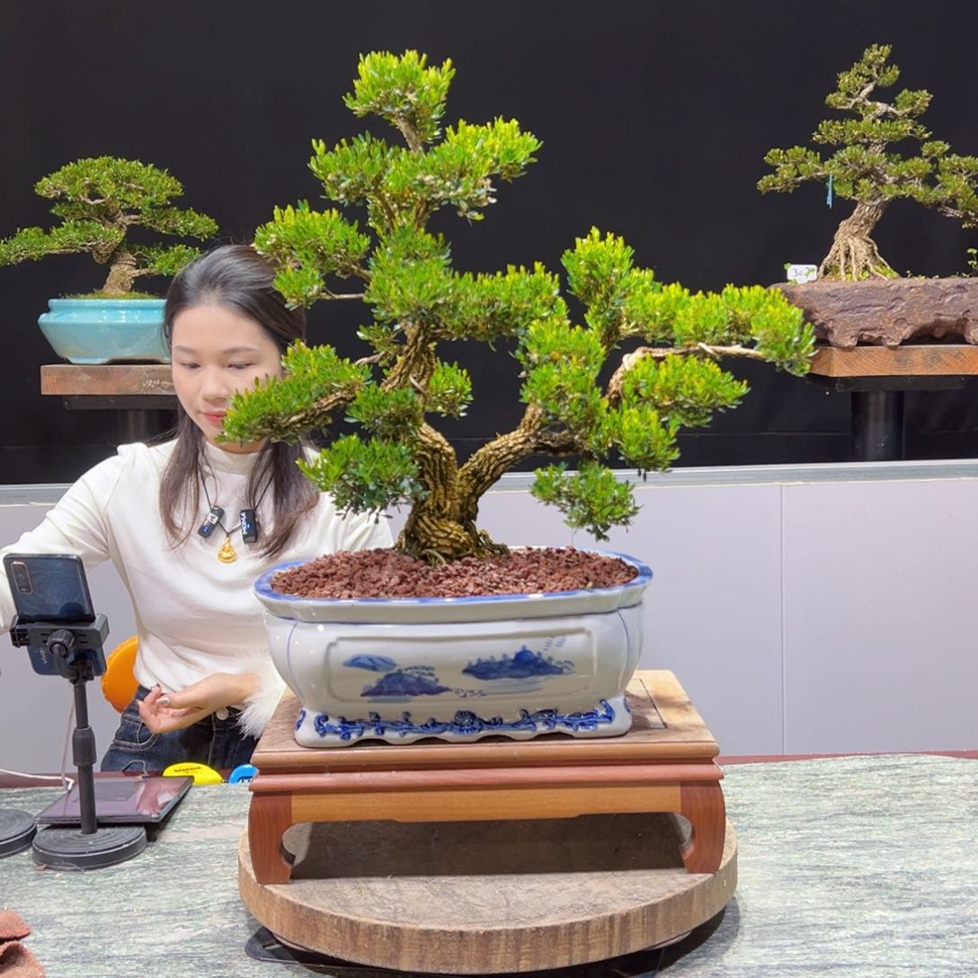 绿植黄杨盆景盆景