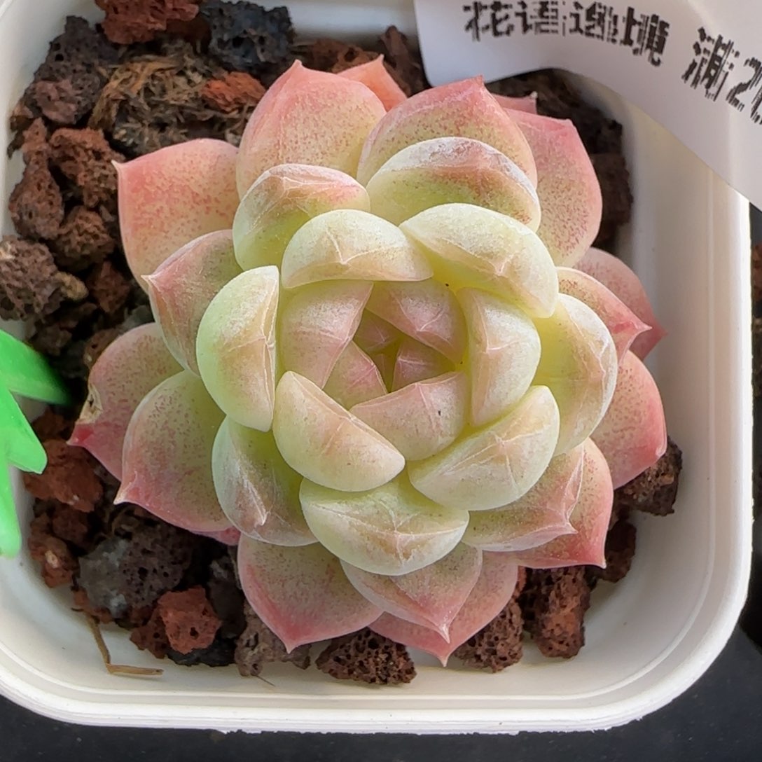 花语逸境0217-447