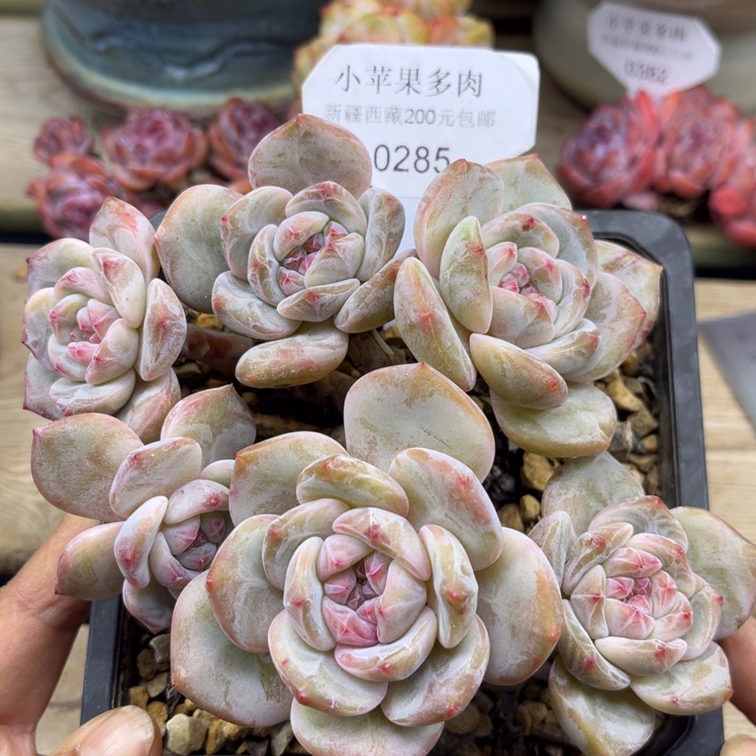 绿底紫心285/15cm6头有砍