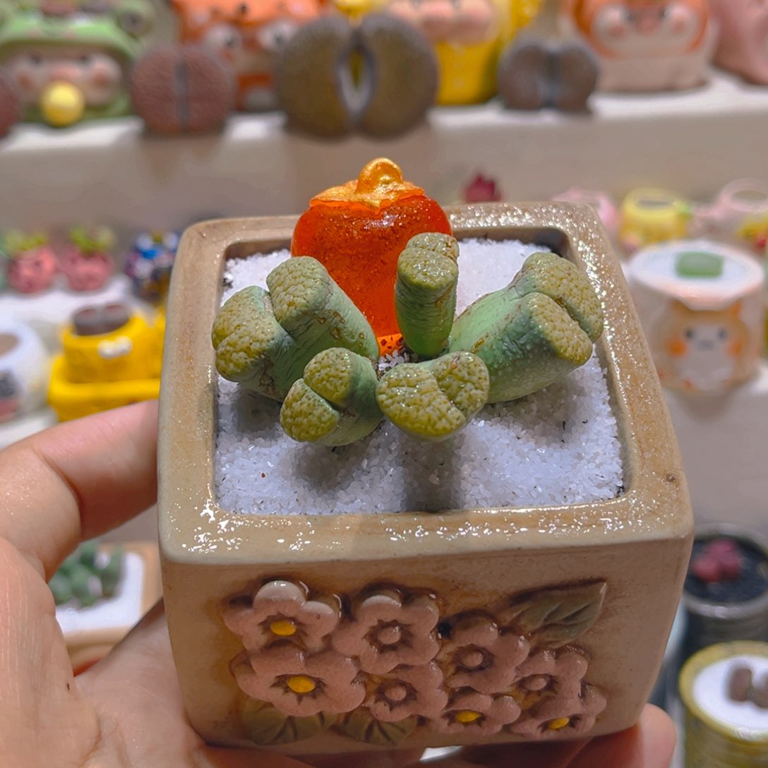 119高端多肉微瑕带盆带土