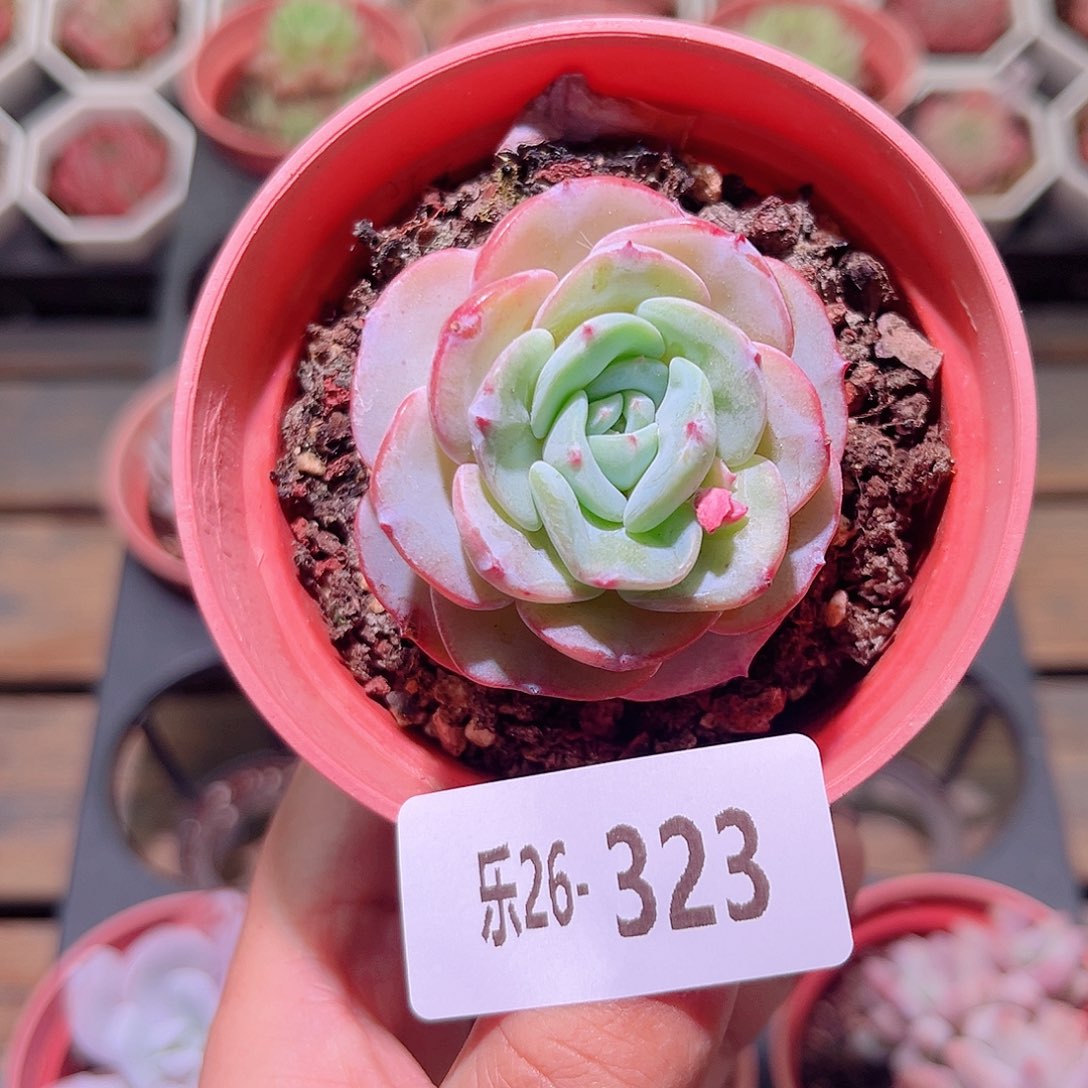 乐然26-323 勃朗峰 