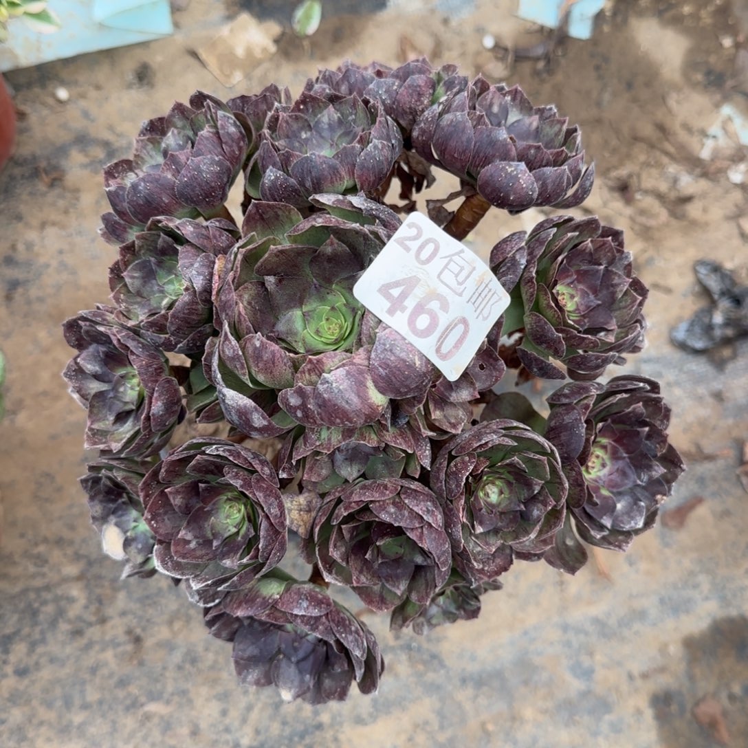 黑魔460满20包邮断枝不包