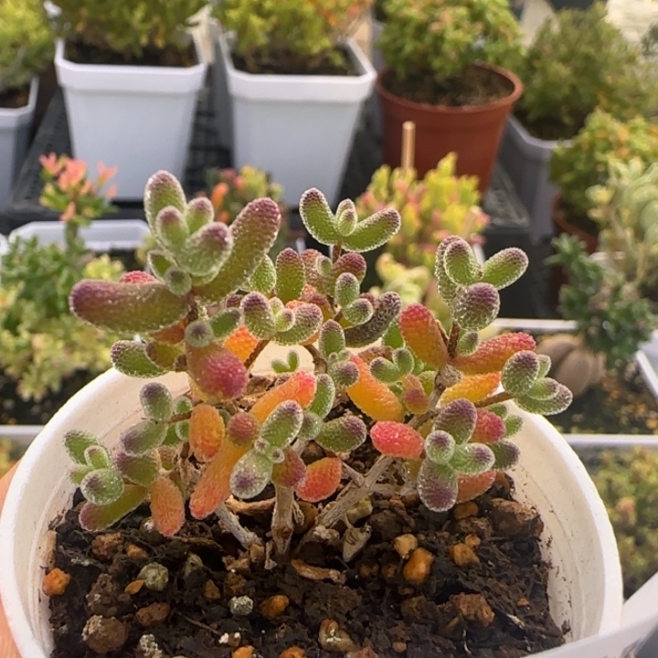 500-米冰多肉植物枝干