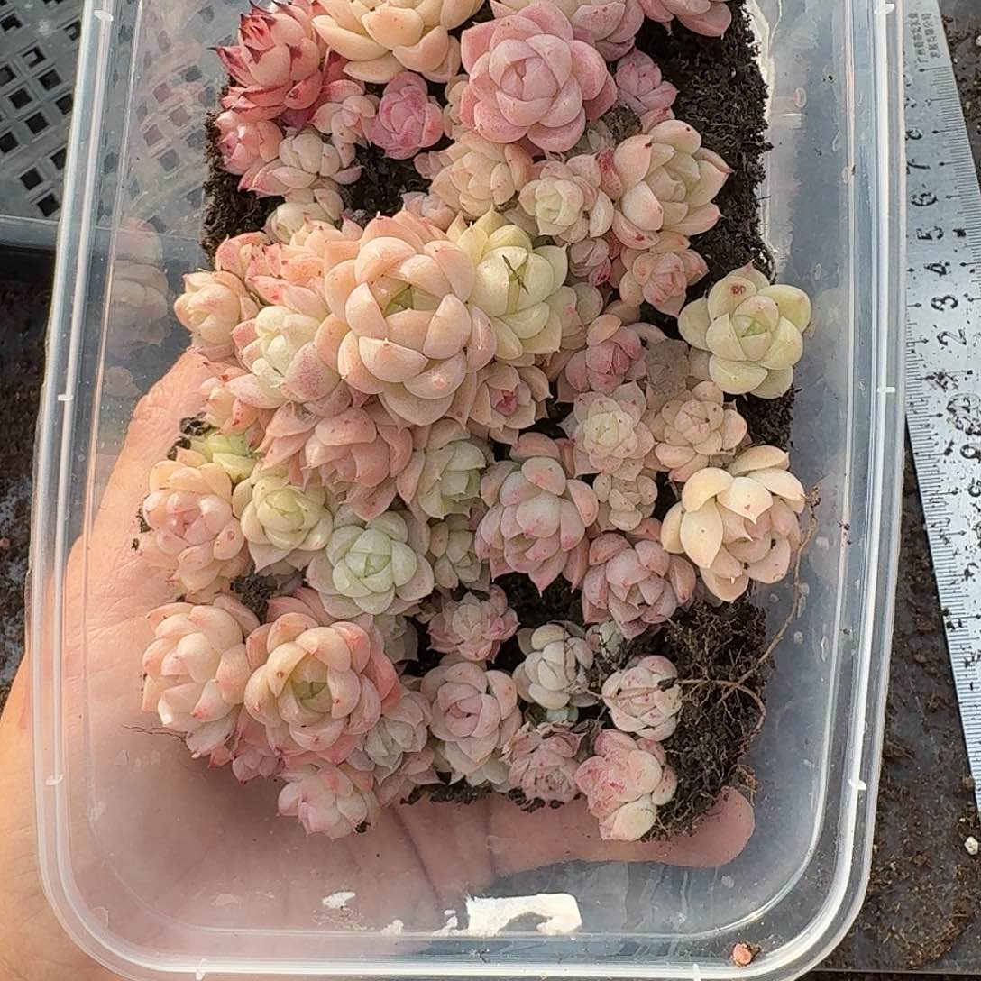 杂交新品珍妮多肉1530