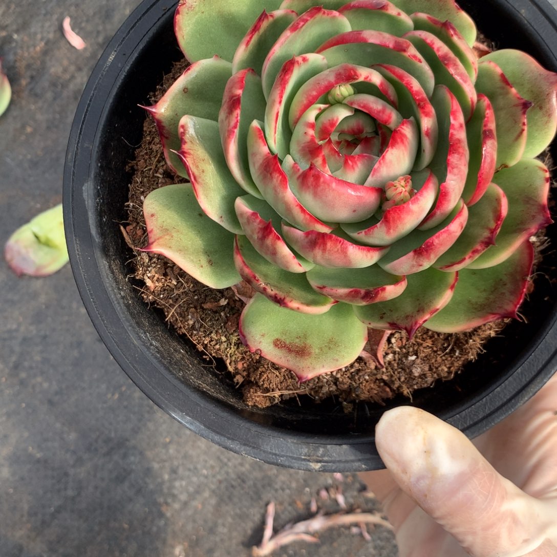 朱***儿3026一物一拍11厘米