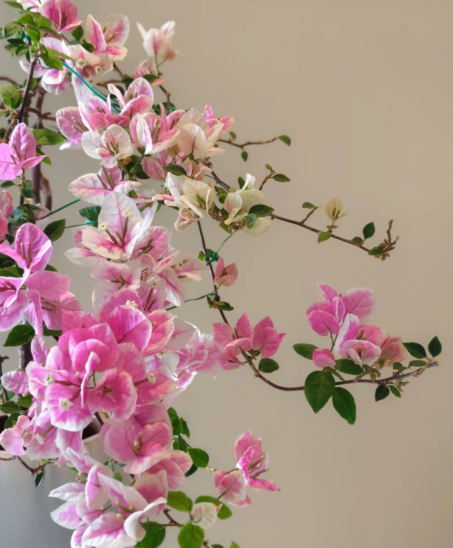 【广红樱】勤花渐变粉白相间带盆土观花三角梅