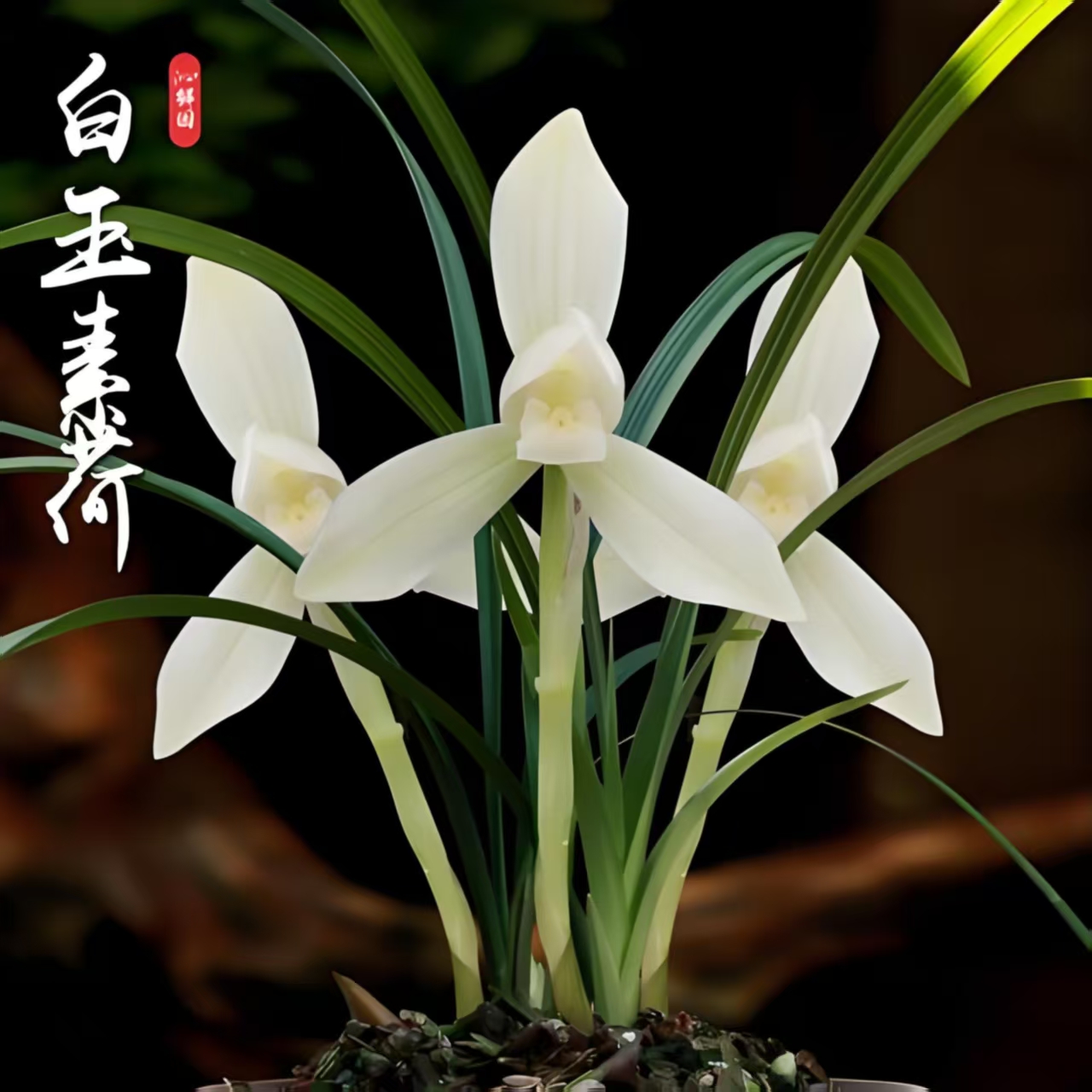 春兰白玉素荷   白花素心