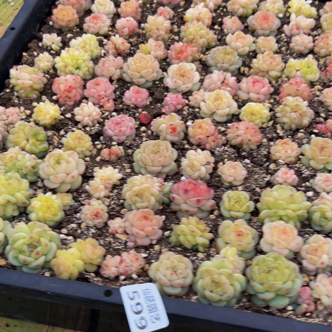 大***鹿599多肉葡萄的味道是真的