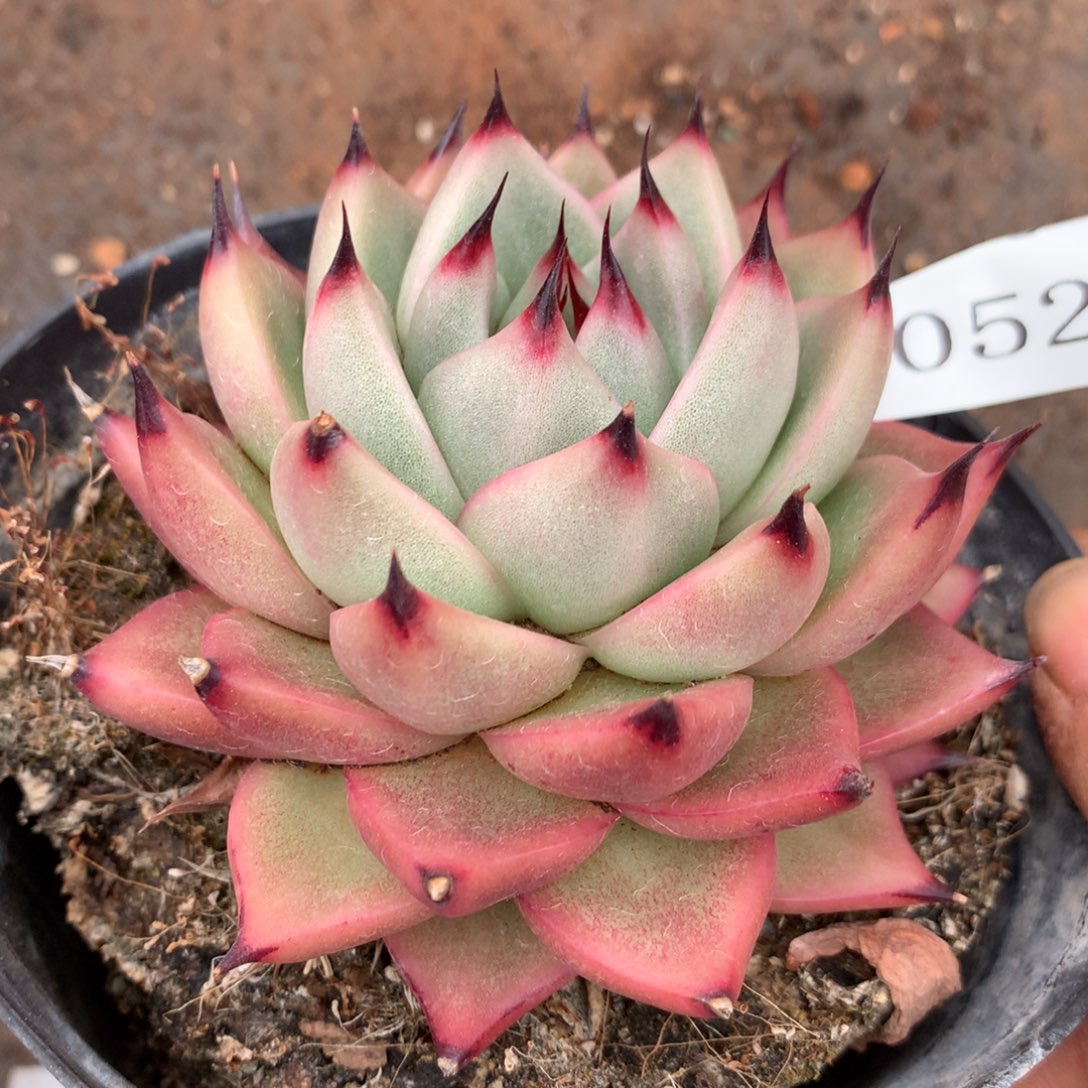 1052杂交精品基地8厘米