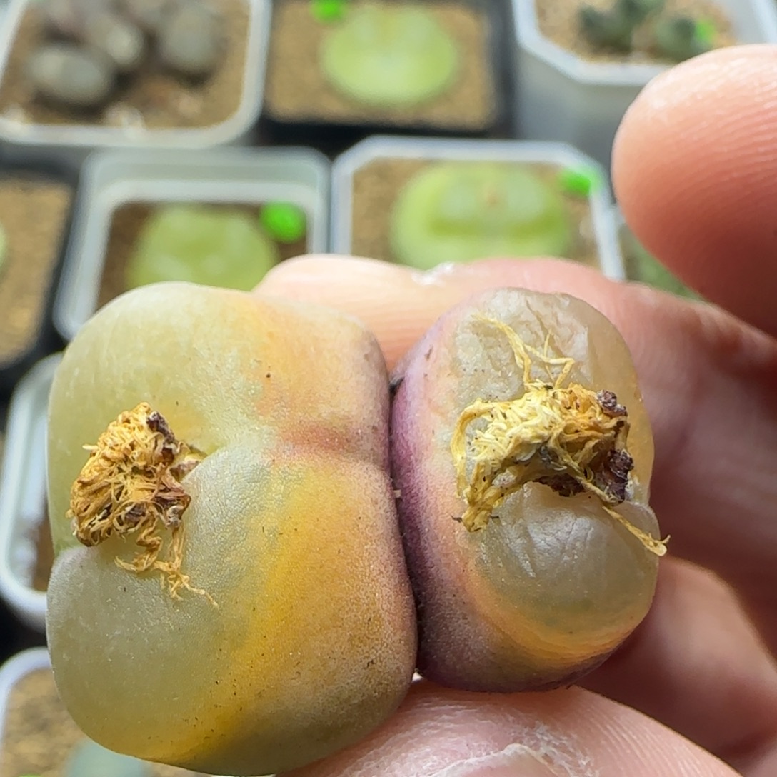 双头风铃多肉植物293