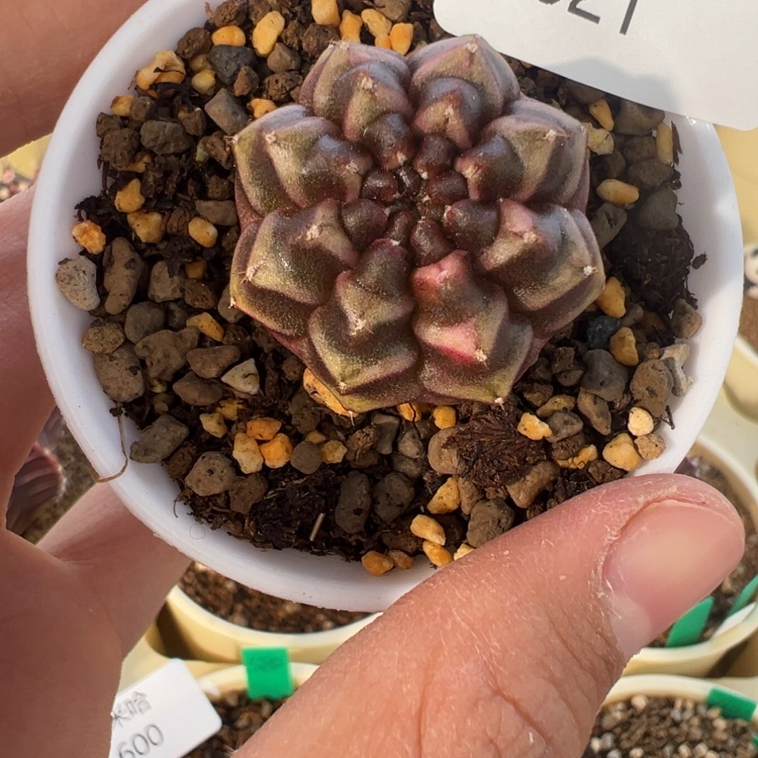 621 好看的米哈冲冲冲