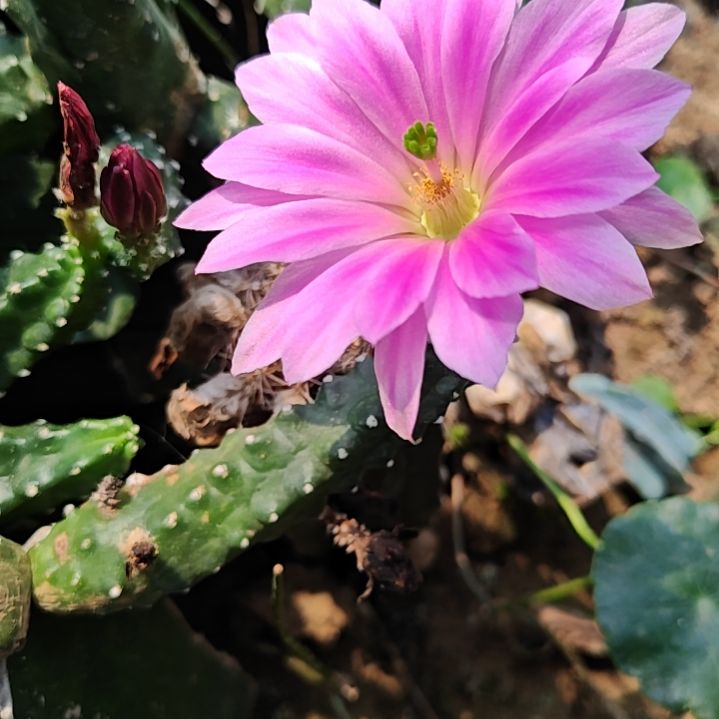 水仙情郎侧芽3个福