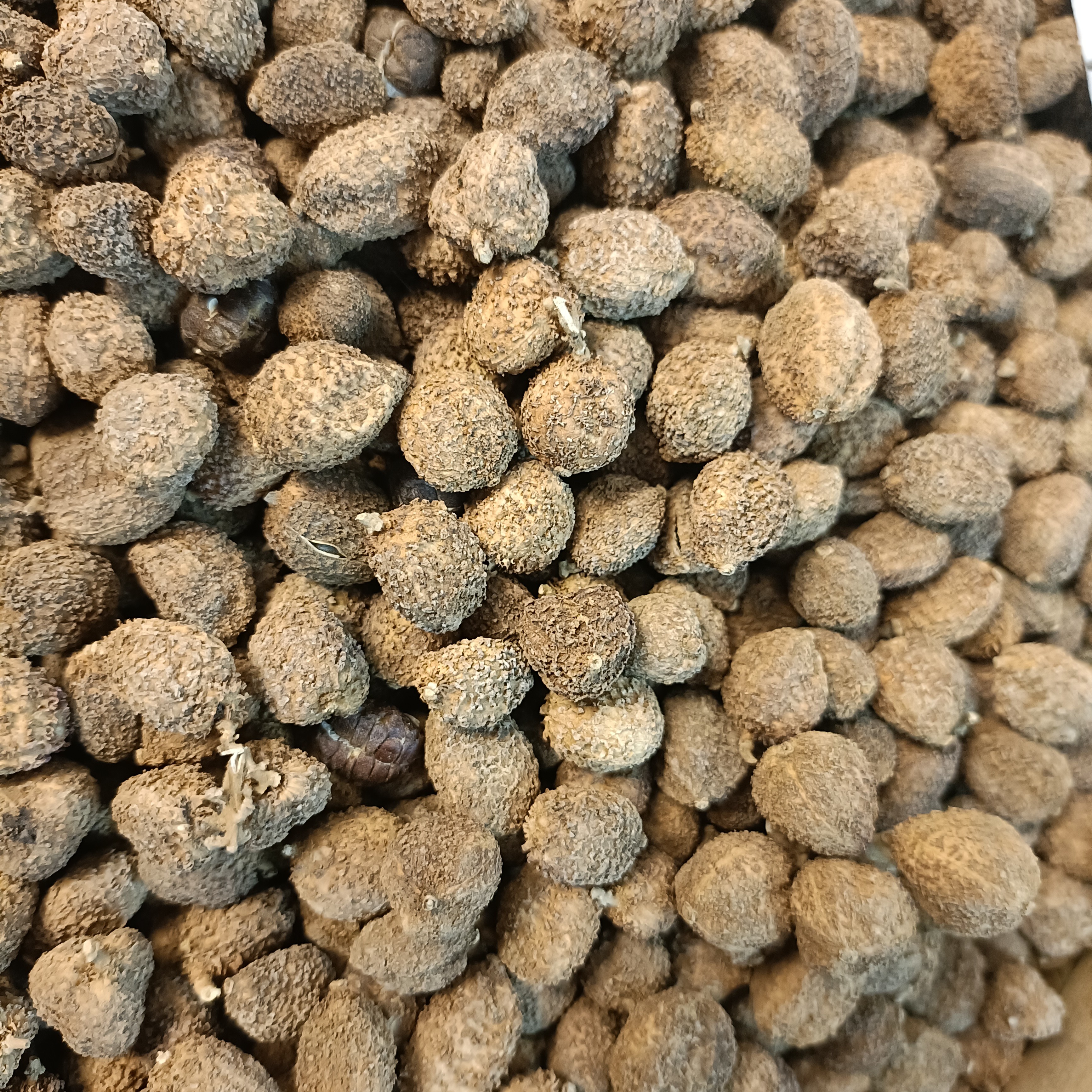 阳春春砂仁自然晒干可煲汤蒸排骨泡水食用养胃果