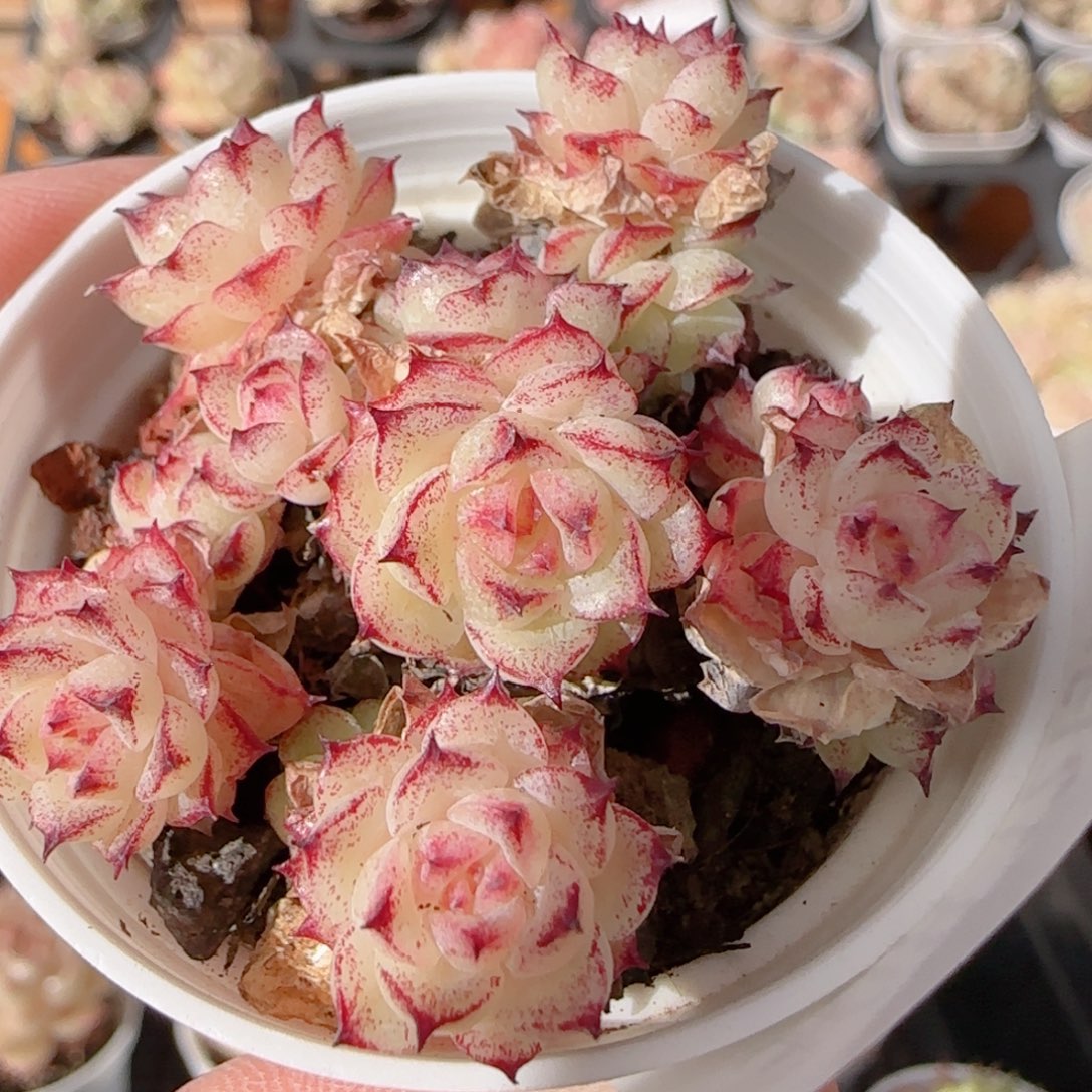 花语多肉1226-308魔仙散