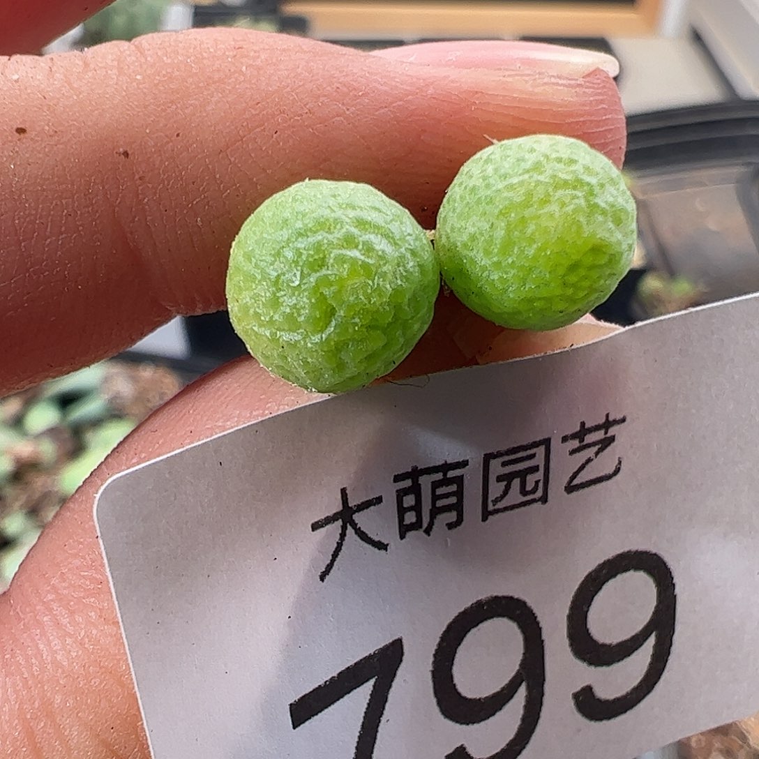 一物一拍园艺玉米。   799