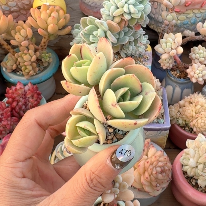 473 多肉含盆土30元包邮除偏远地区