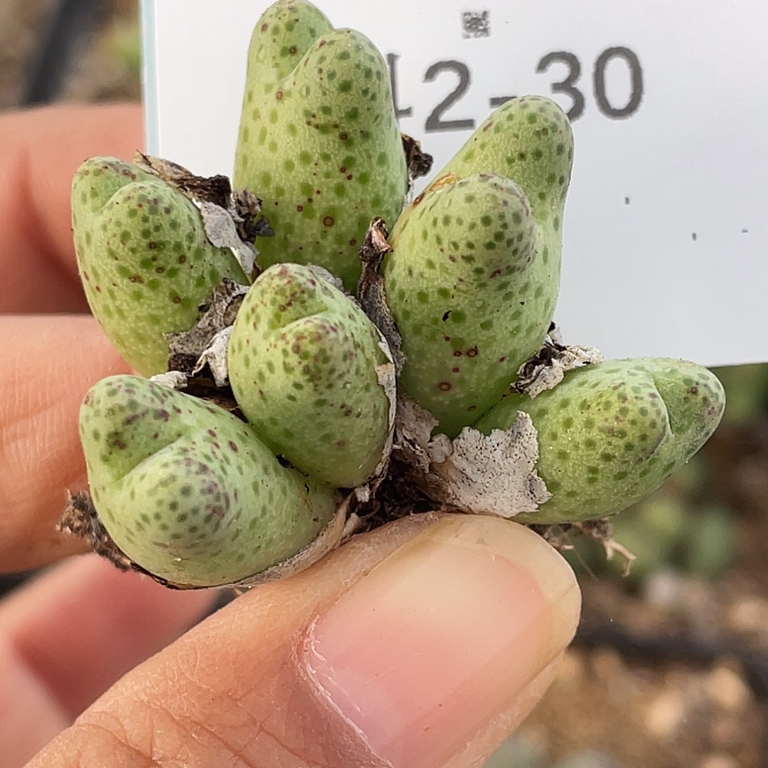 2-30草莓斑马肉锥