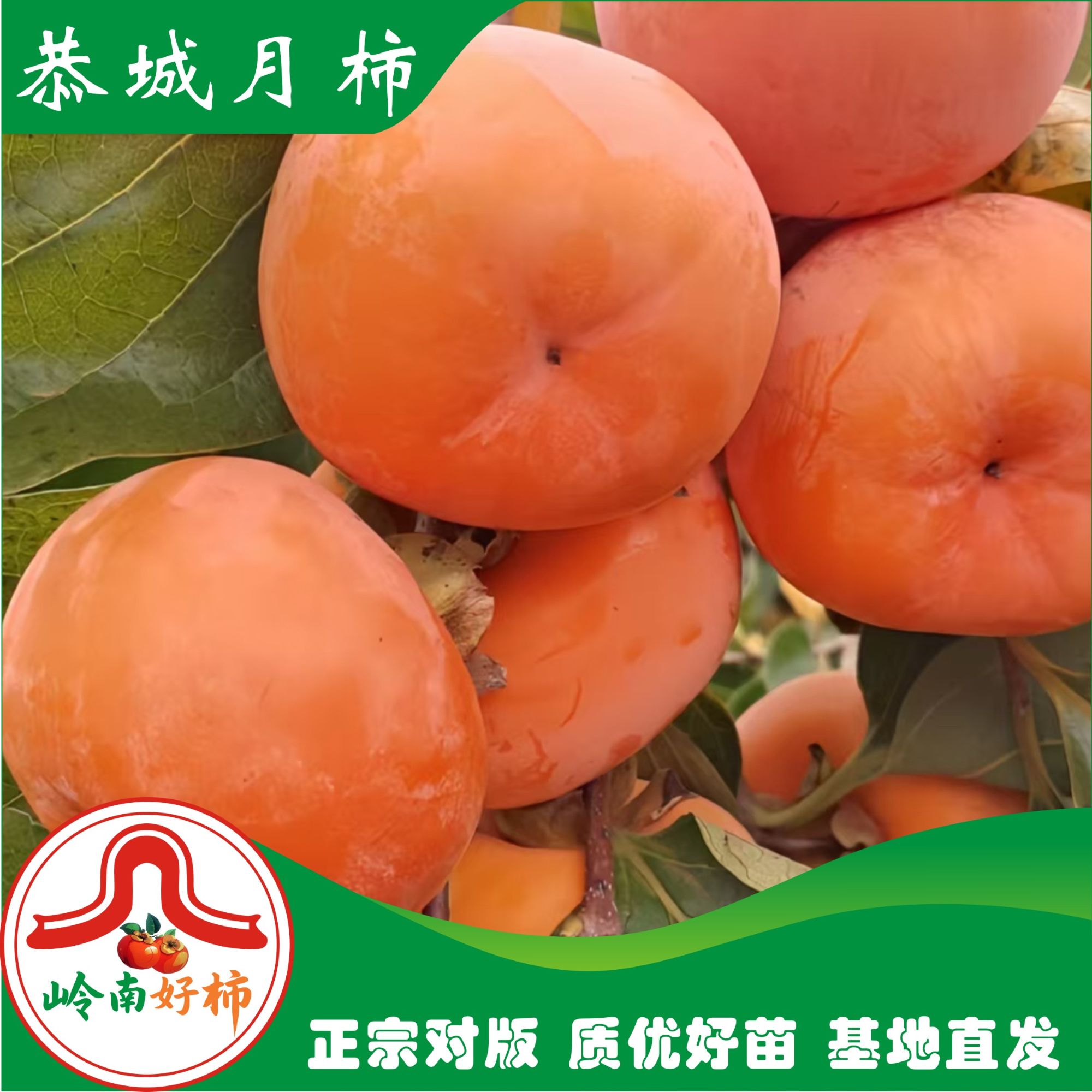 恭城月柿苗柿子树苗柿子树大火晶红灯笼基地直发（包对版不包成活）
