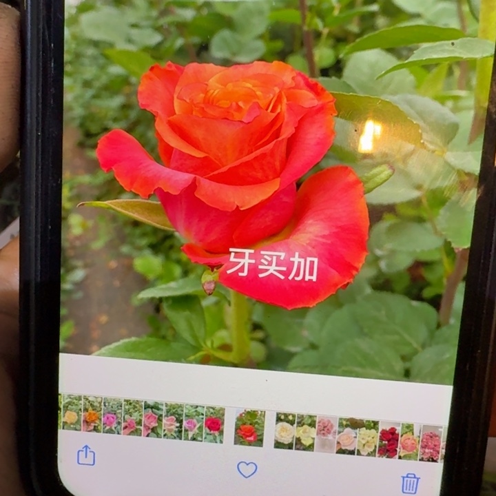 无花朵牙买加小苗