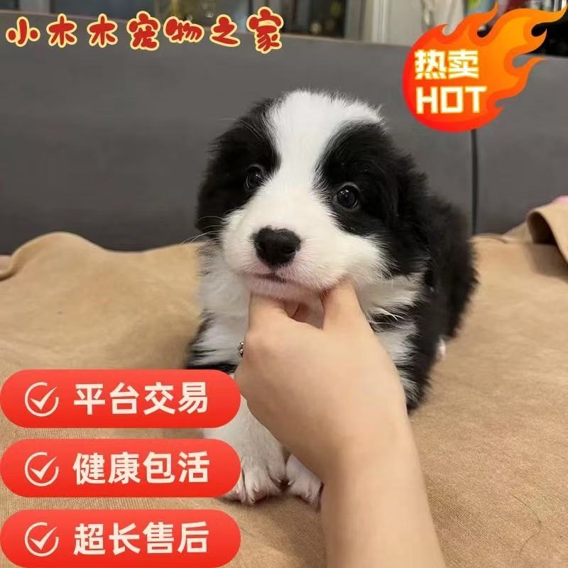 纯种边牧幼犬纯种陨石狗狗黑白边境活物牧羊犬三通高智商宠物狗