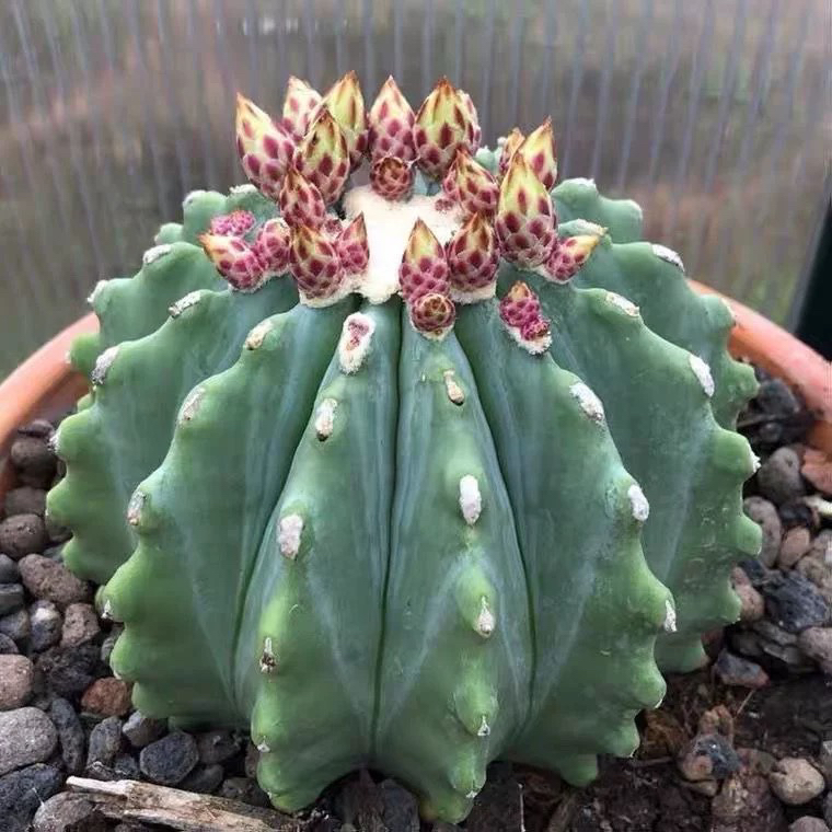 实生无刺王冠龙群花爆花不扎手仙人球多肉植物盆栽室内阳台防辐射