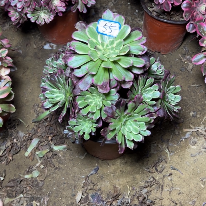 多肉植物紫嫣55种植物