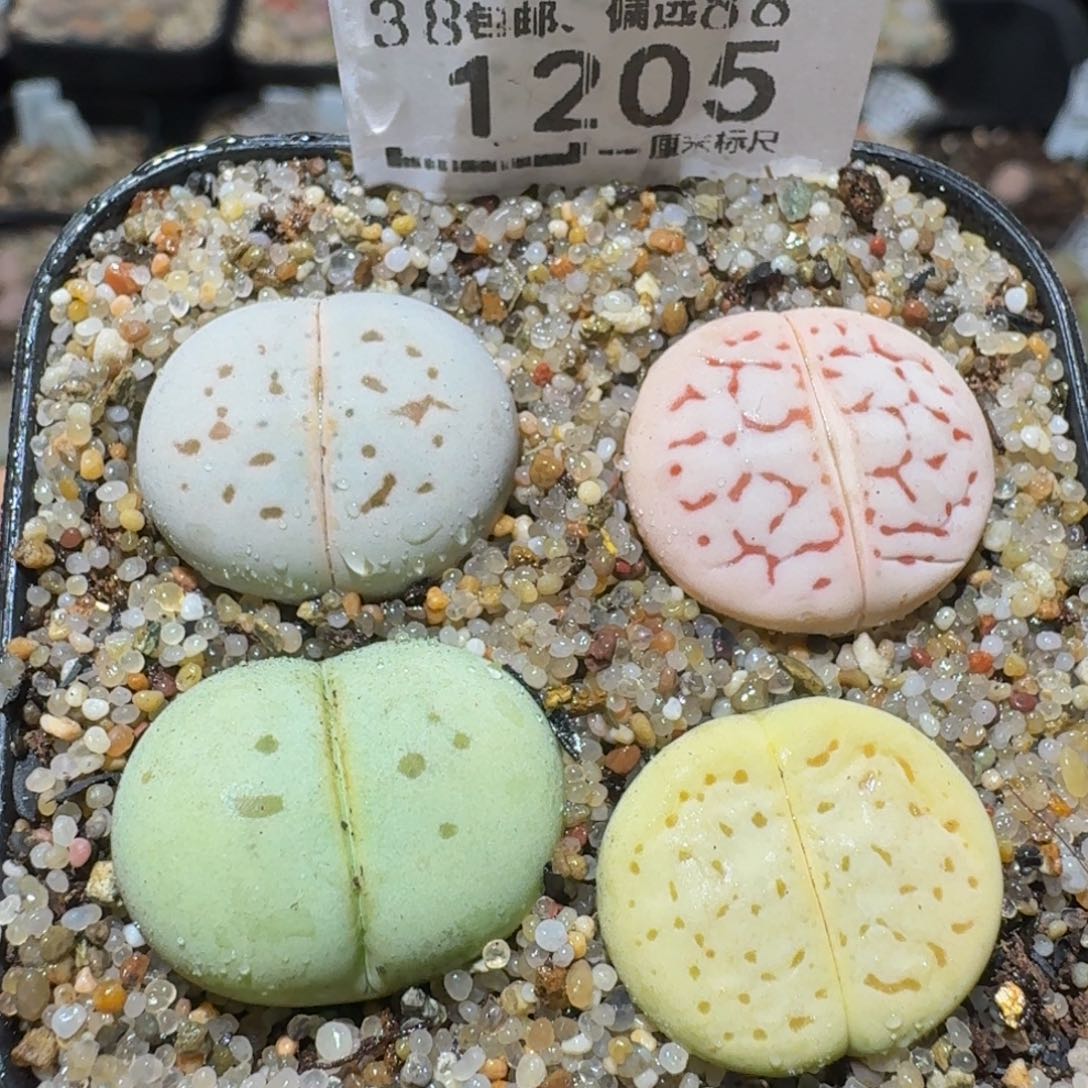 zzzz精品生石花1205