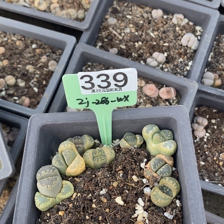 丑*丫生石花小苗339