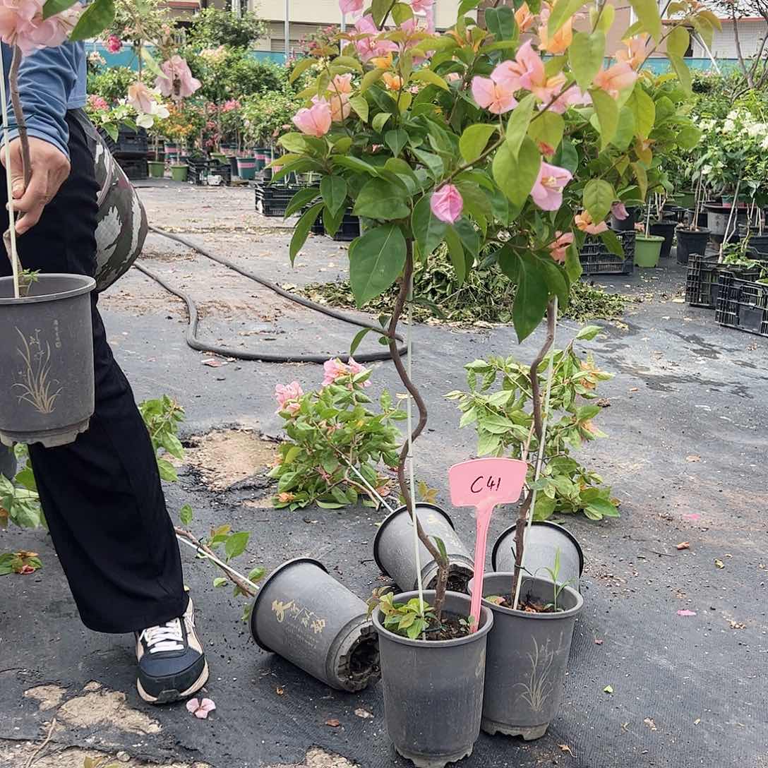 大部分开放少量花苞C41金发女郎