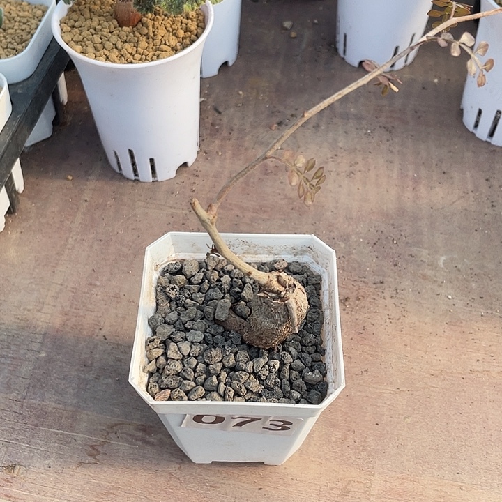 073列加漆树块根，