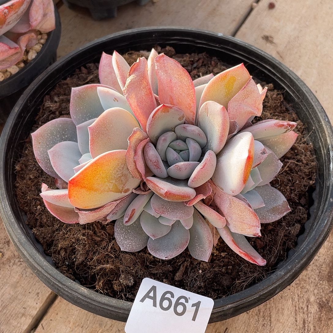 花***鱼661多肉植物多肉植物