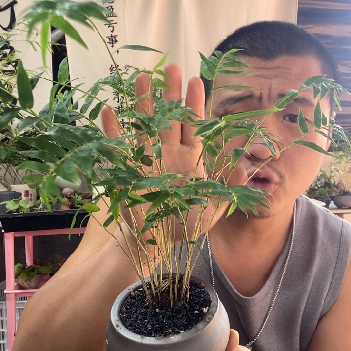以实际为准盆景绿植盆栽9