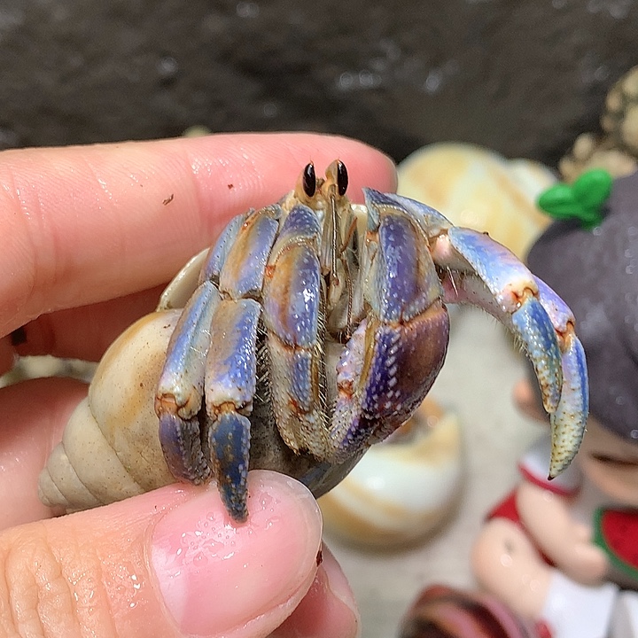 2.5口径奔跑的寄居蟹9号