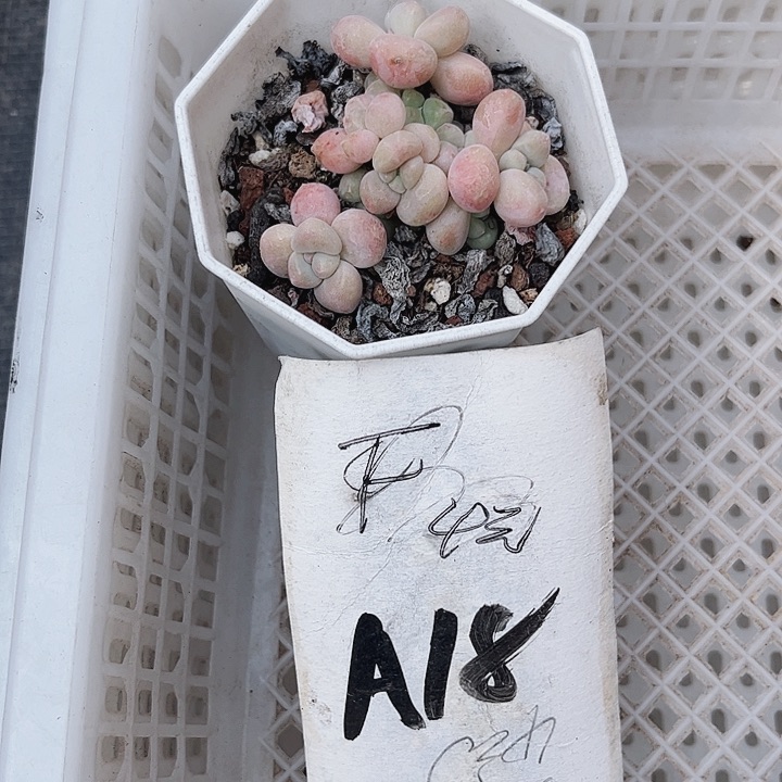 不**露18密密麻麻密密麻麻吗