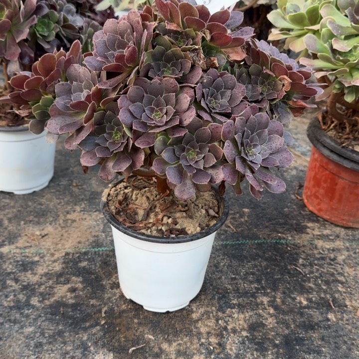 560两单包邮荷兰原叶。        