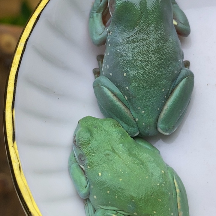 老爷树蛙澳蓝24h蓝子代33号