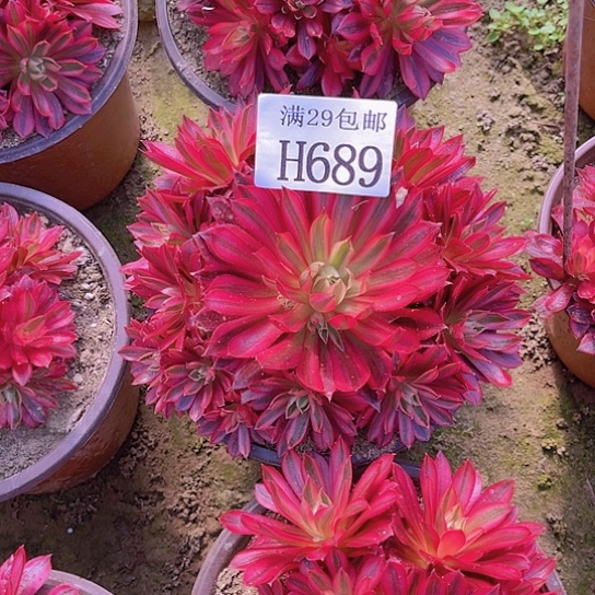 689孔雀锦多肉植物