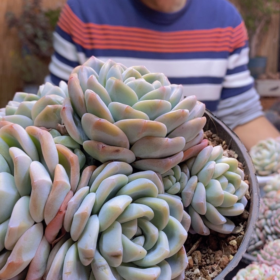 张*艺A1冰玉多肉植物