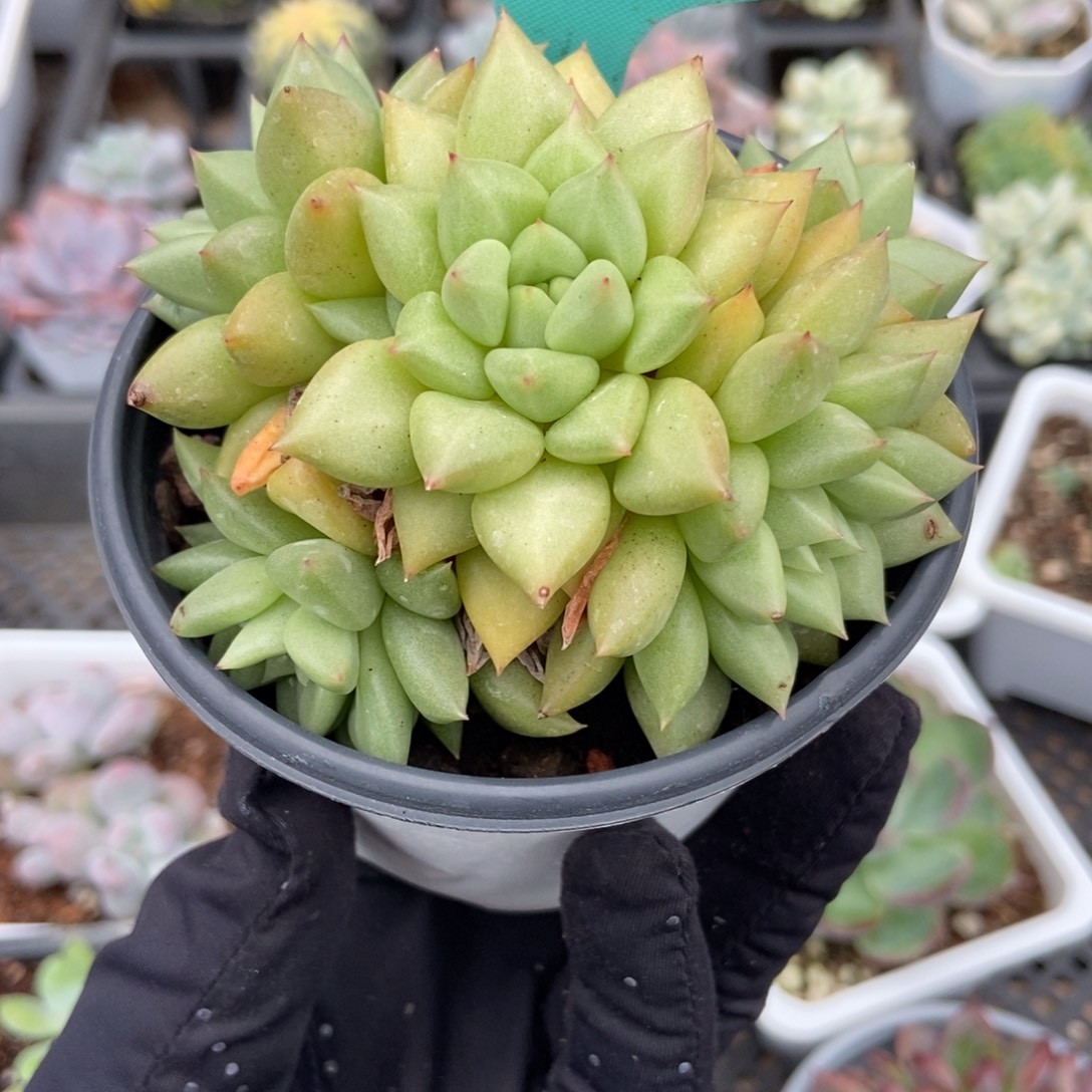 7022象牙多肉植物