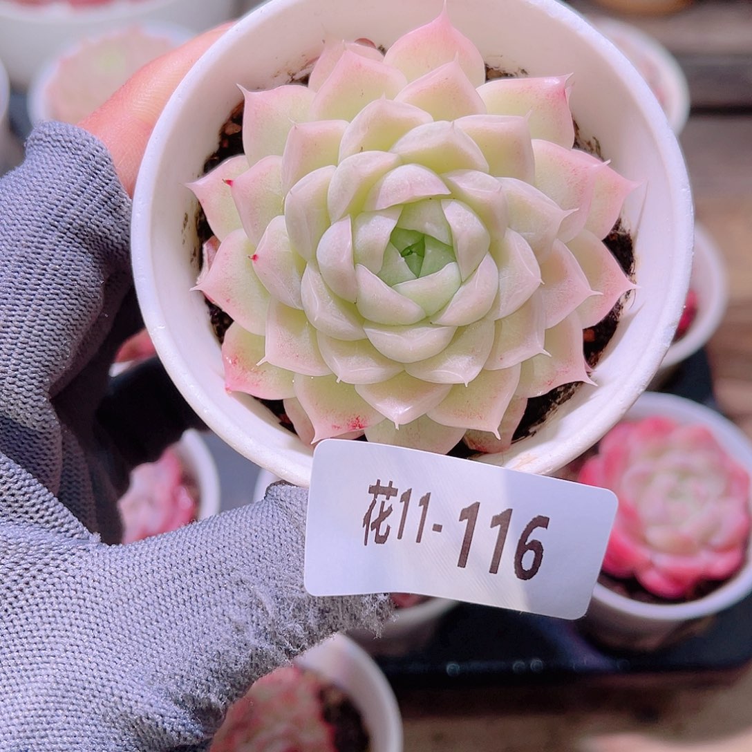 花11-116麦秆单头