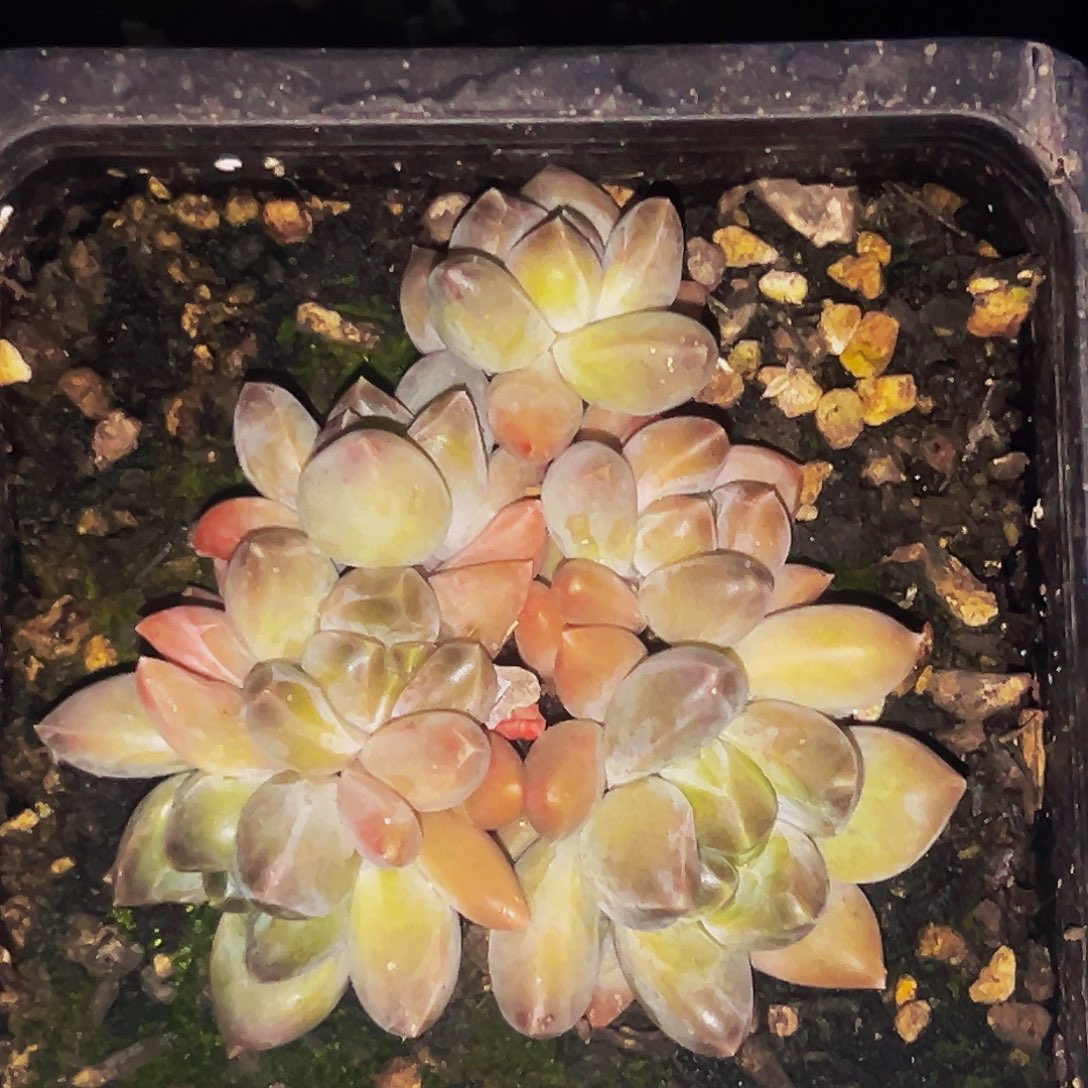 桔云多肉美人精品系列