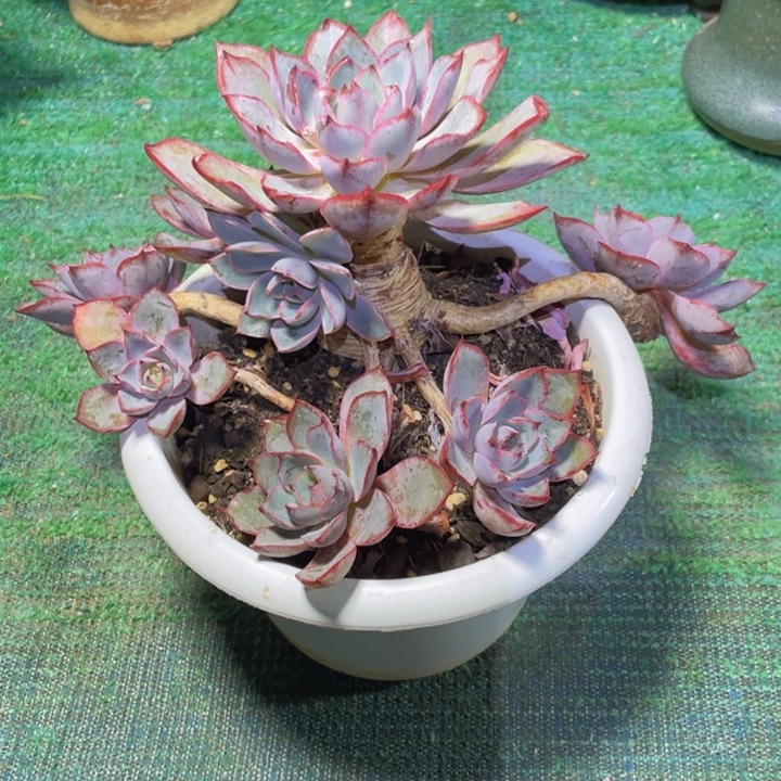 执****赫拉多肉一物一拍